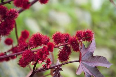 Ricinus Communis